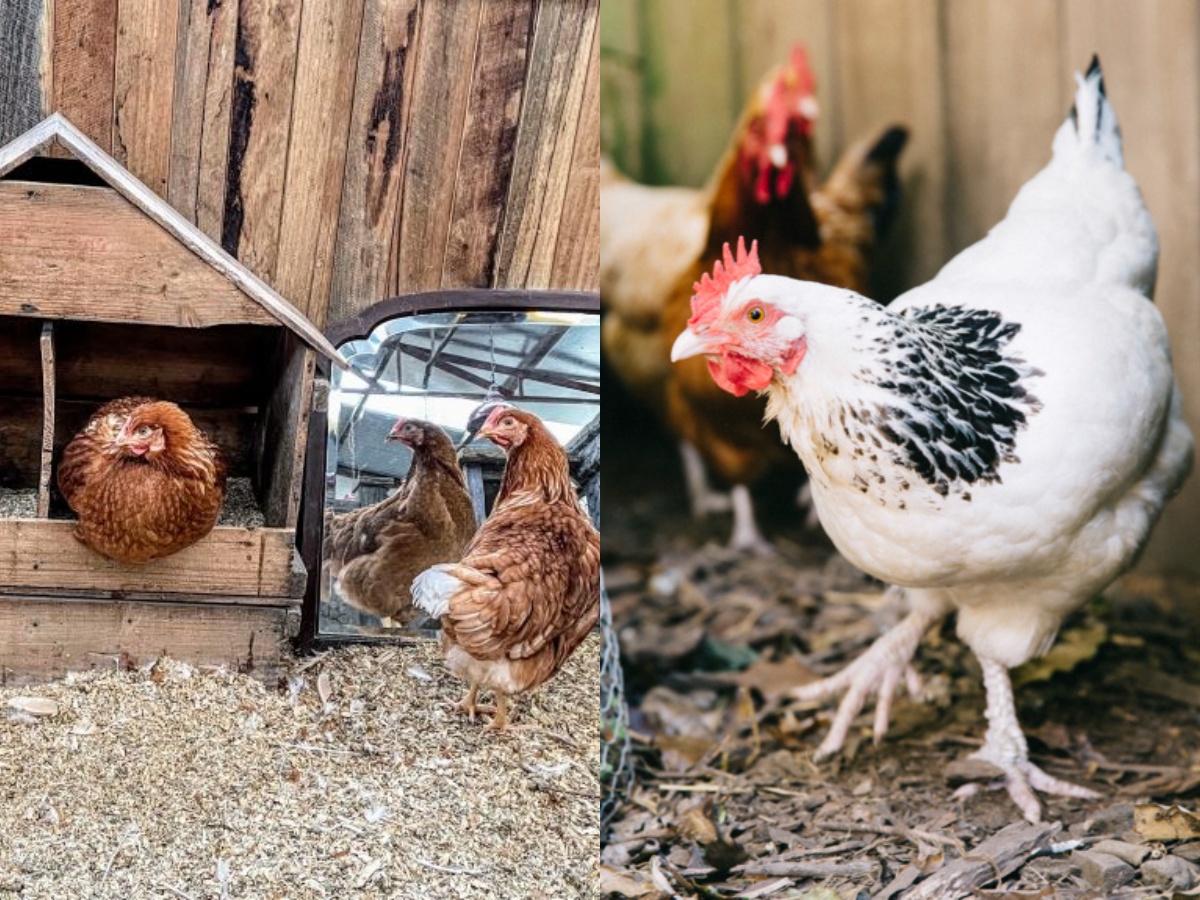 Backyard Chickens in Michigan
